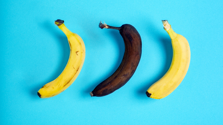 bananas of differing ripeness on blue background