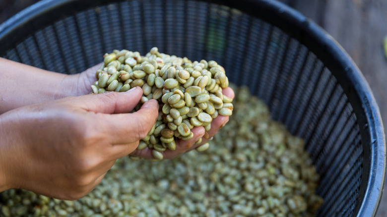 Hands holding green coffee beans above a basket of the same