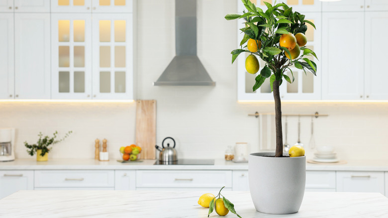 An indoor lemon tree in a terracotta pot on a table