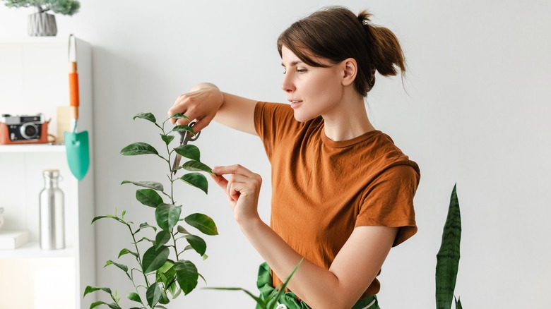 A woman pruning and caring for an indoor lemon tree
