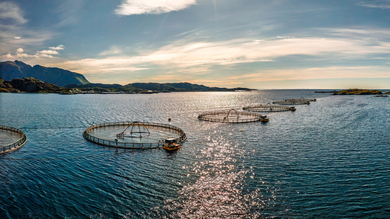 Salmon farming enclosures in Norway