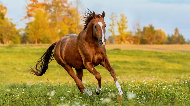 A horse running in a meadow