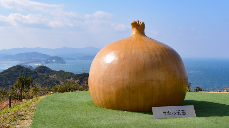 Giant Awaji onion
