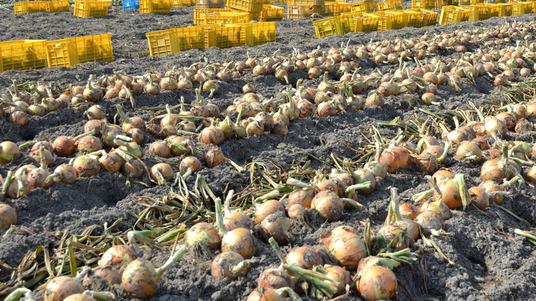 awaji onions