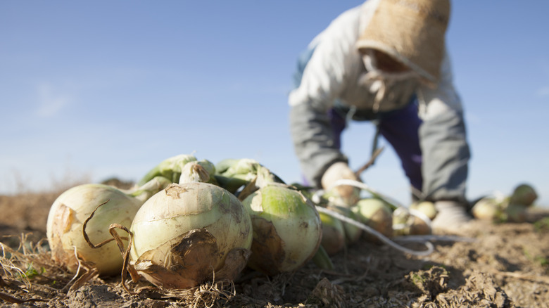 awaji onions