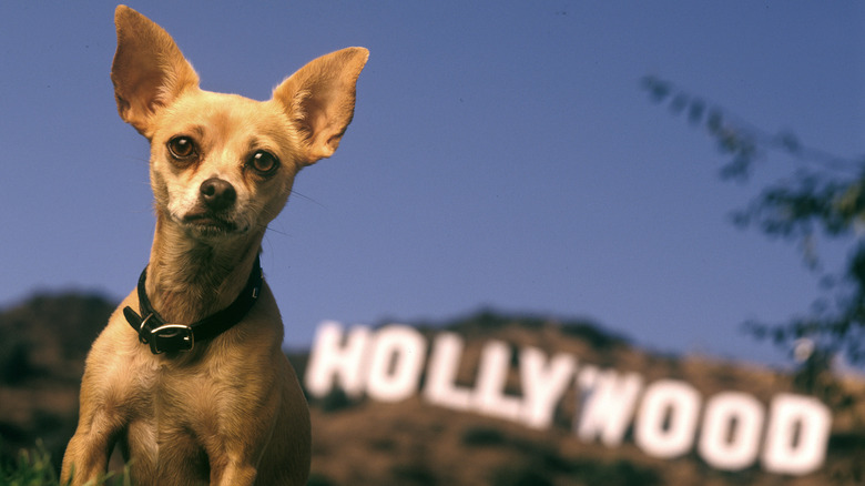 Gidget the Taco Bell Chihuahua sits in front of the Hollywood sign.