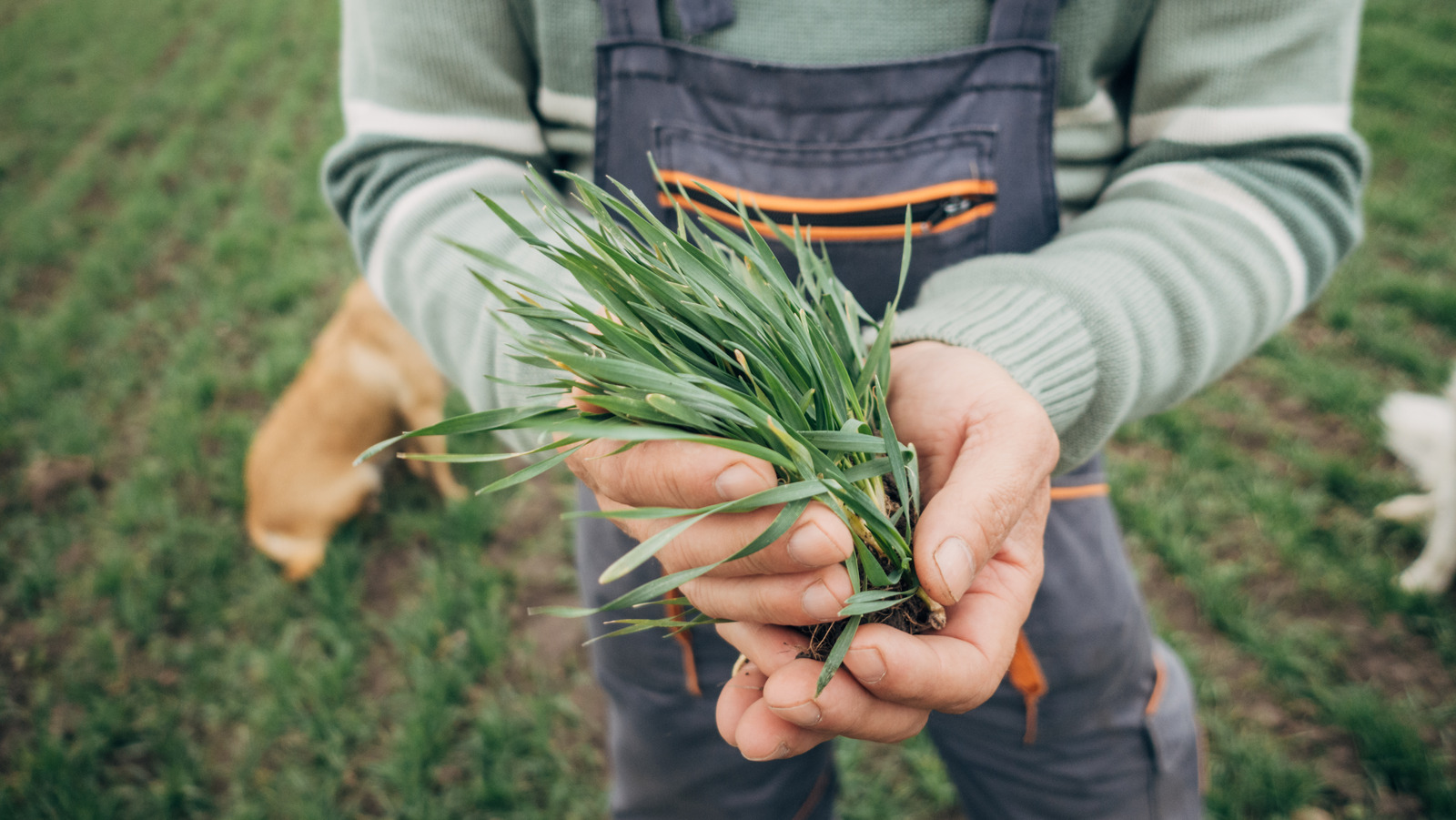 Kansas Wheat Farmers Are Destroying Crops Due To Severe Droughts