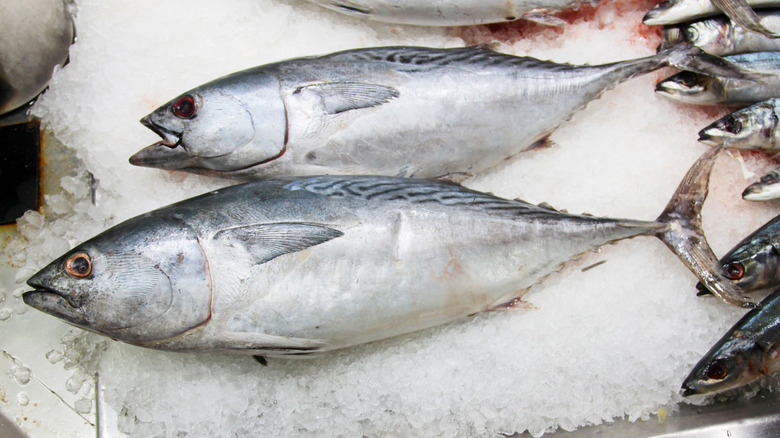 Skipjack tuna on ice