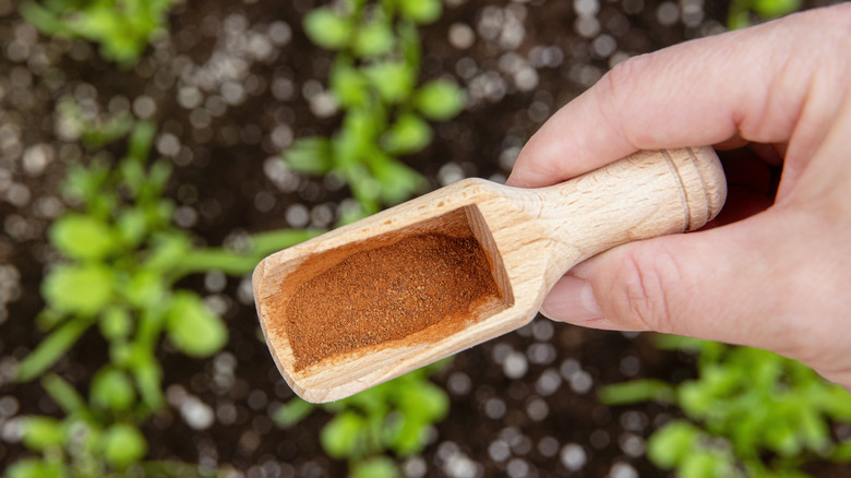 A wooden scoop filled with cinnamon held, over a garden
