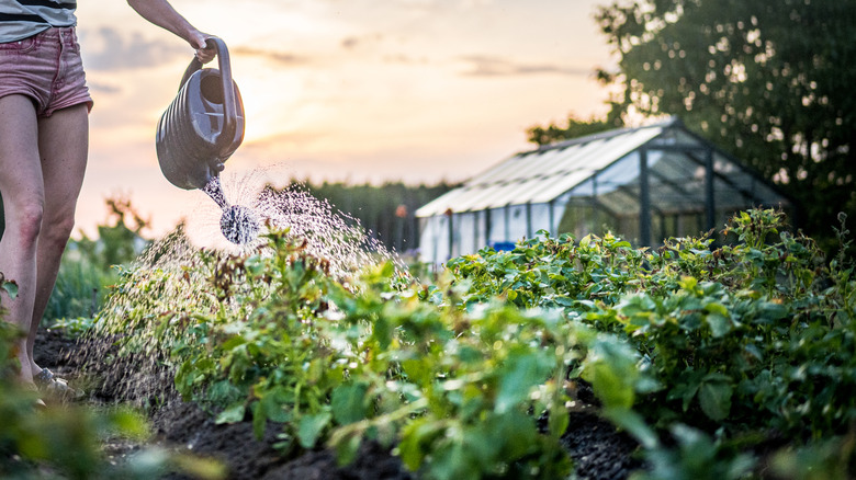 a person in shorts watering tomatoes in the garden with a watering can in the early morning