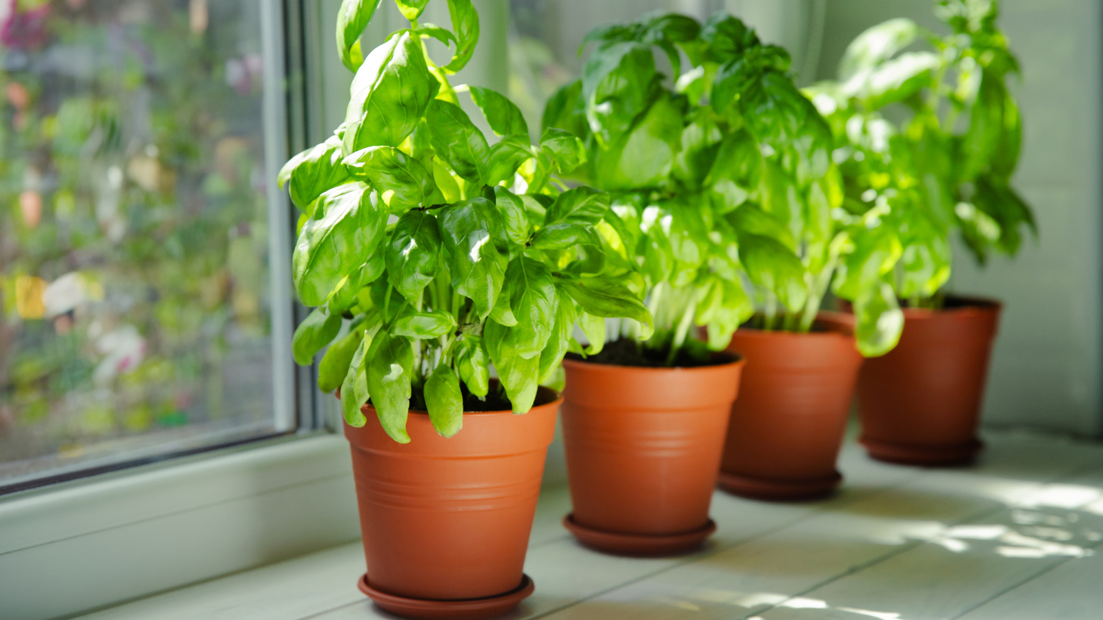 Keep Your Basil Thriving All Winter Long With One Important Step - Tasting Table