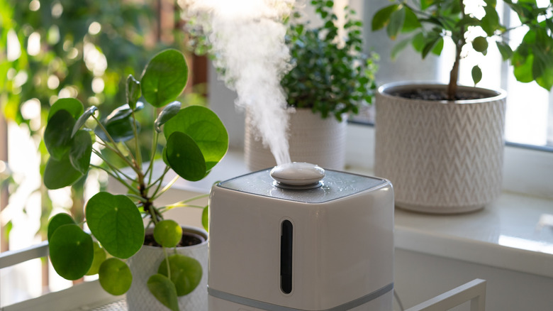 Home humidifier releasing water vapor into the air around houseplants