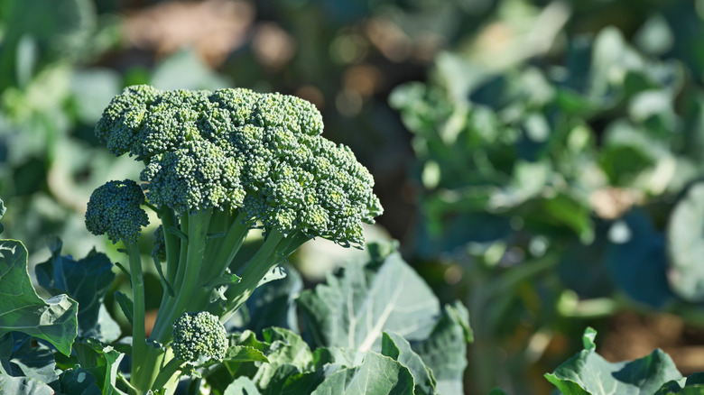 Close up of broccoli head on plant