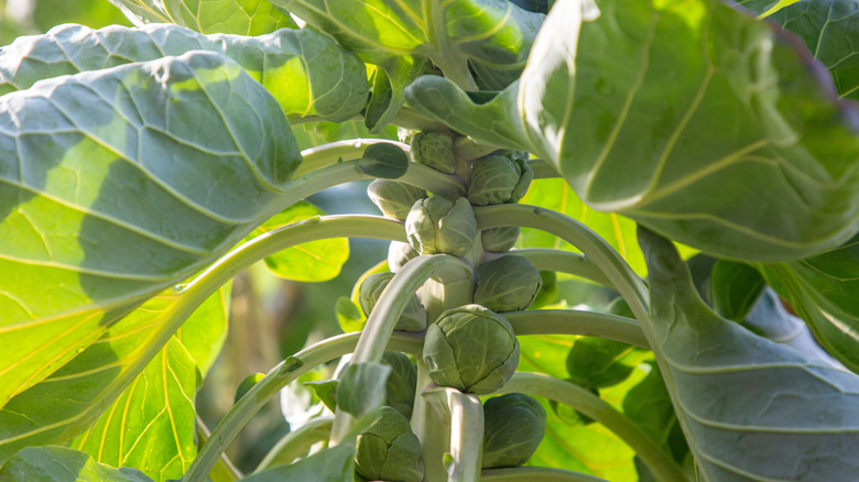 Stalk of Brussels sprouts growing in the garden