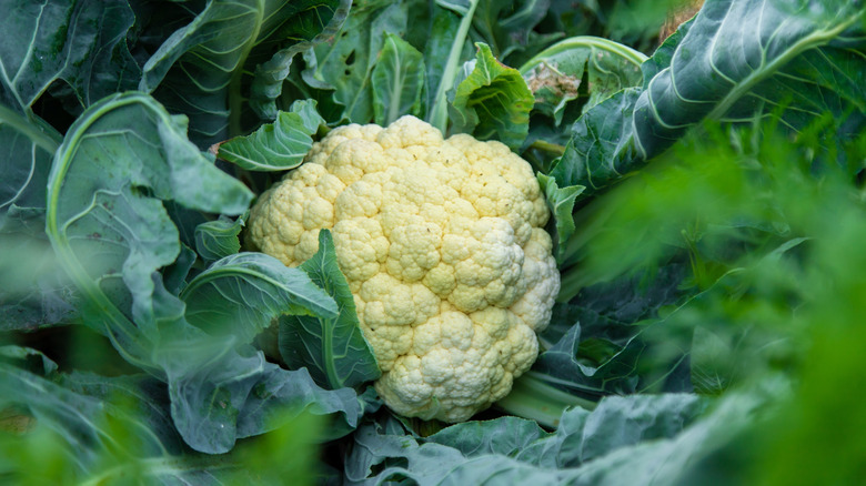 Head of cauliflower nestled in leaves