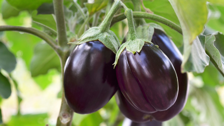 Large ripe eggplants hanging on plant