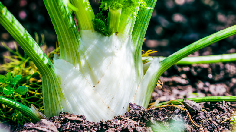 Close up of a fennel bulb growing in the garden