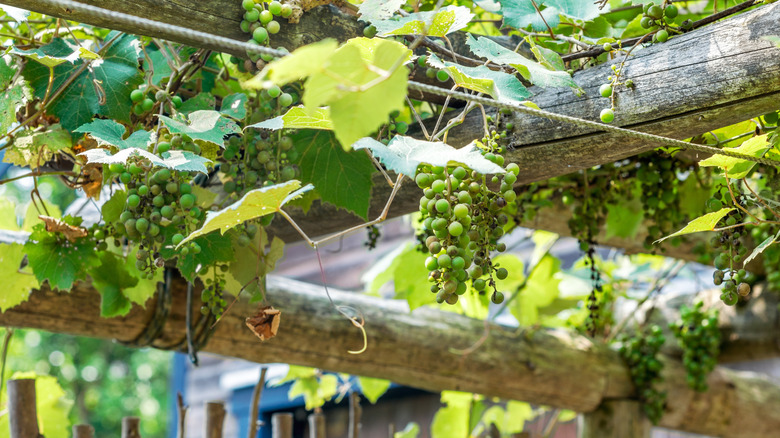 Green grapes growing on overhead trellis