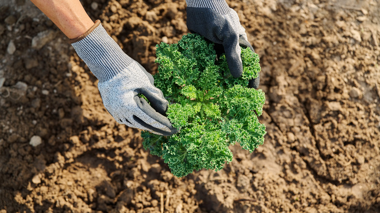 Overhead view of a gardener tending a kale plant