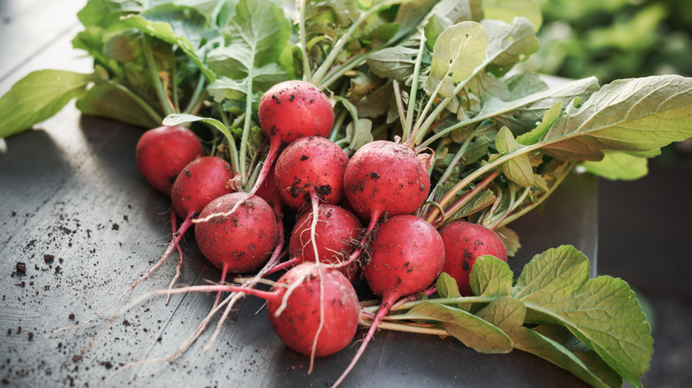 Freshly picked radishes on wooden table
