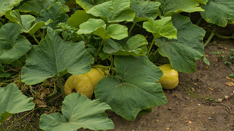 Butternut squash with leafy vines