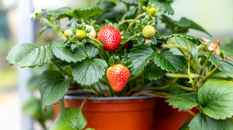 Strawberrry plant with ripe berries growing in pot