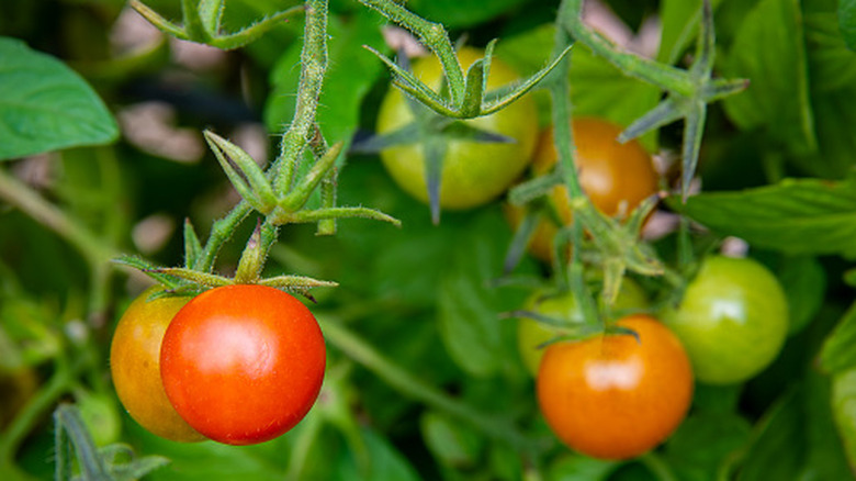 Tomatoes ripening on the plant