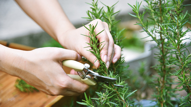 Person pruning rosemary plant with gardening shears
