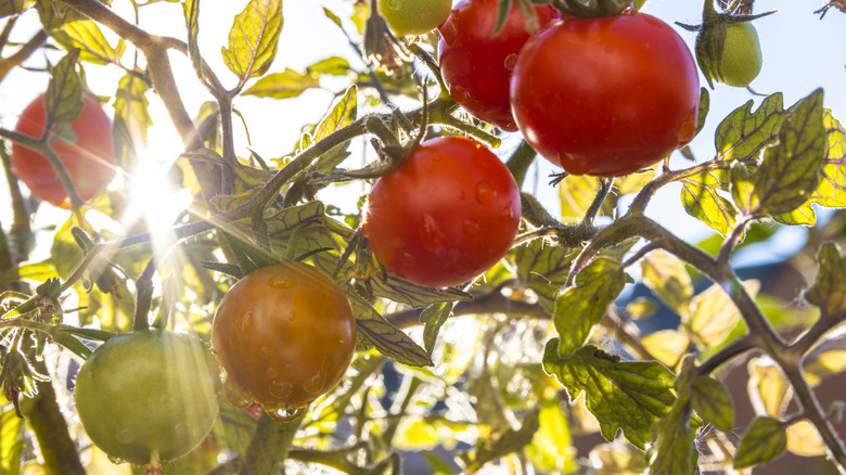 Tomato plant with ripe fruit and sun rays behind it