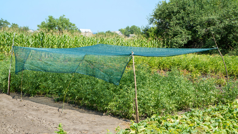 Large green shade cloth propped up over veggie garden