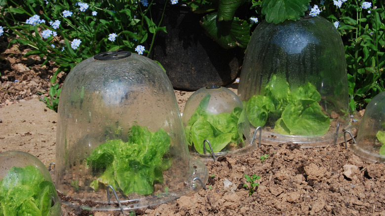 Glass cloches over plants in garden