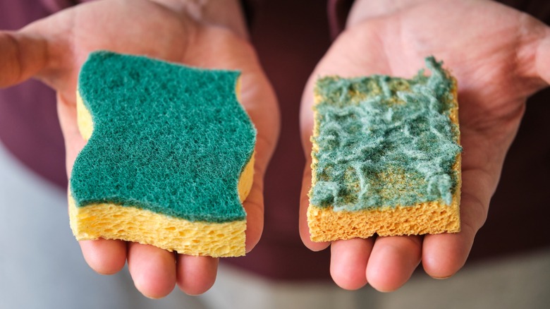New dish sponge versus old dish sponge