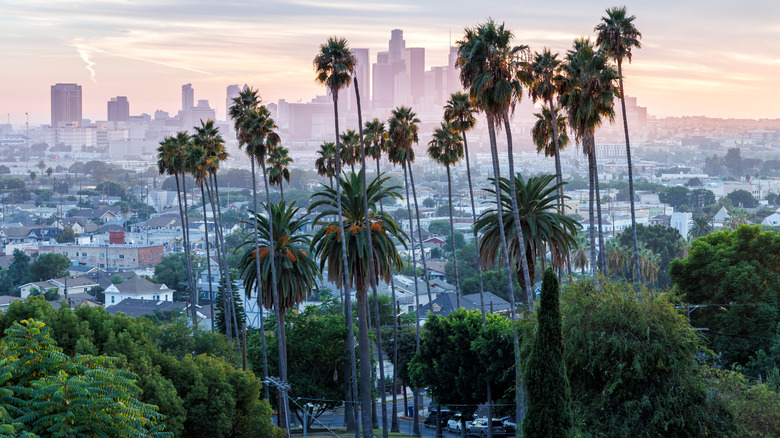 Los Angeles skyline and downtown with palm trees at sunset in Ela Park California United States