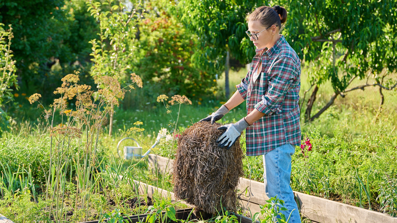 A woman holding a bundle of hay next to a vegetable garden, getting ready to mulch the garden