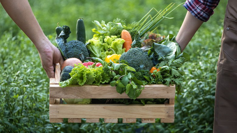 people carrying gardening bounty in wood box