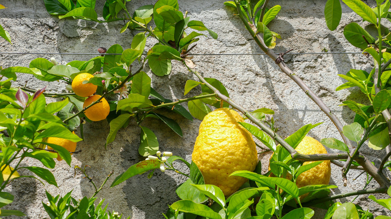 lemon and citron trees