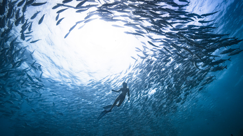 A tiny scuba diver swims in a massive school of fish