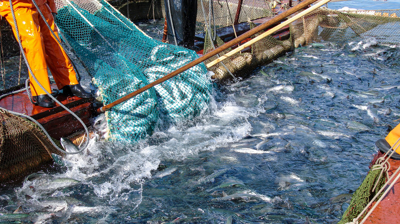 A fisherman hauls fish from the water with a net