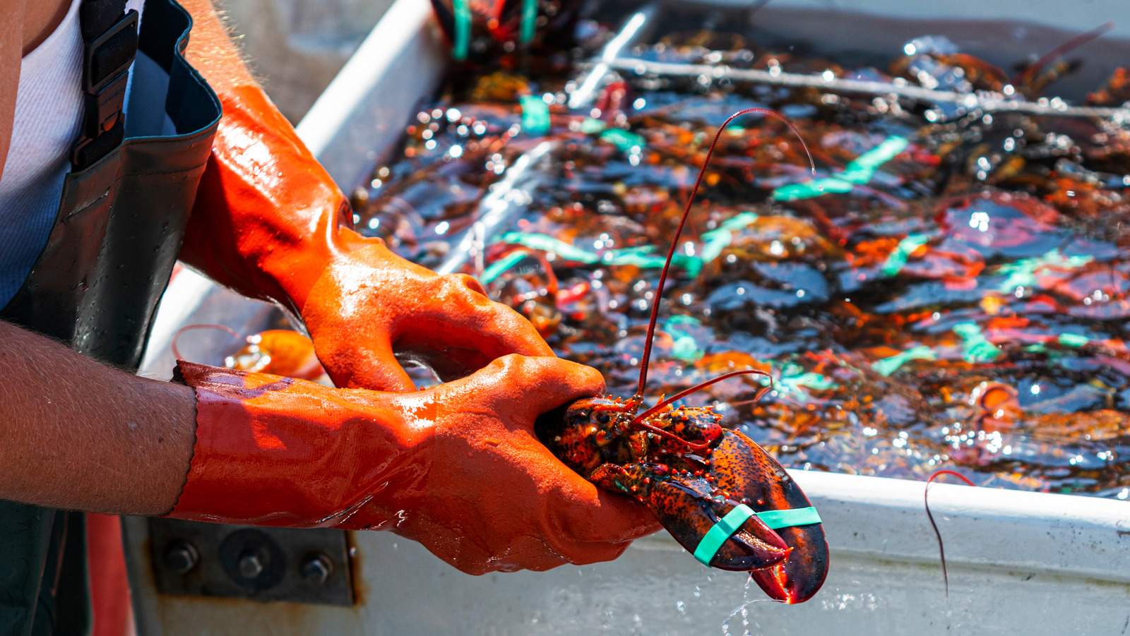 Maine's 2021 Lobster Harvest Blew This Record Out Of The Water