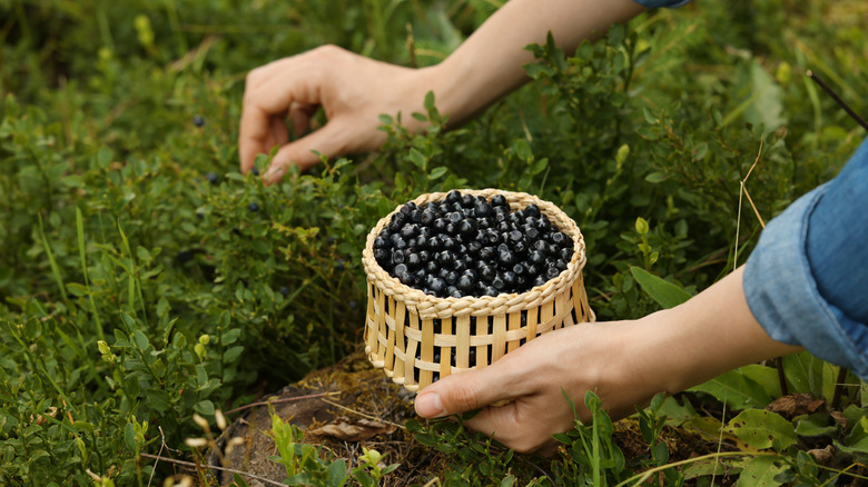 Someone picks wild blueberries from low bushes