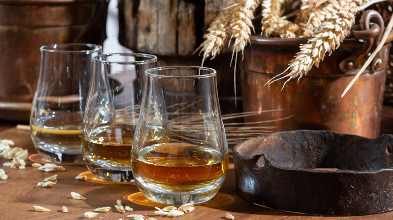 three tulip glasses of Scotch whisky with barley grains