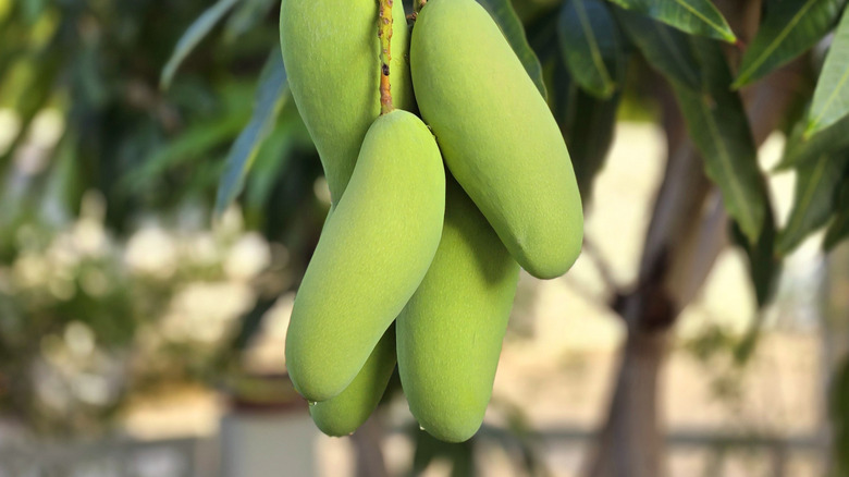 Mangos hanging on a tree, not quite ripe