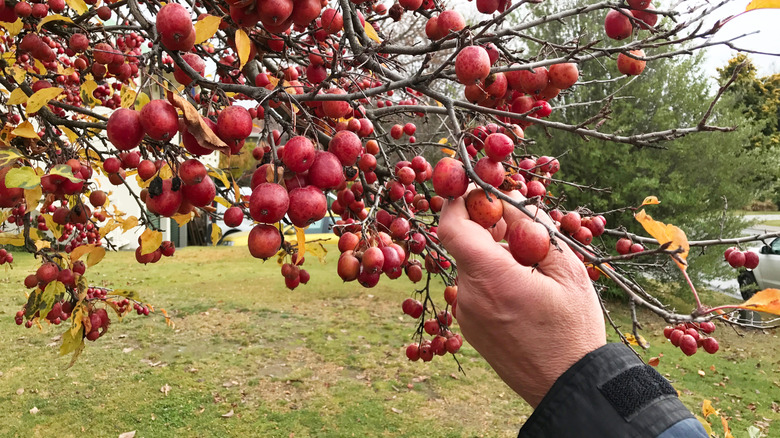 farmer collecting crab apples