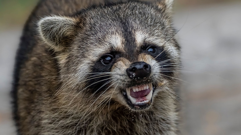 A raccoon bearing its teeth