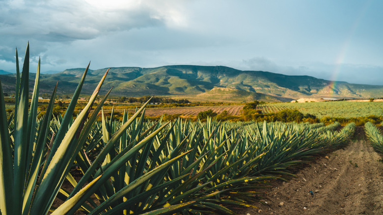 Agave field