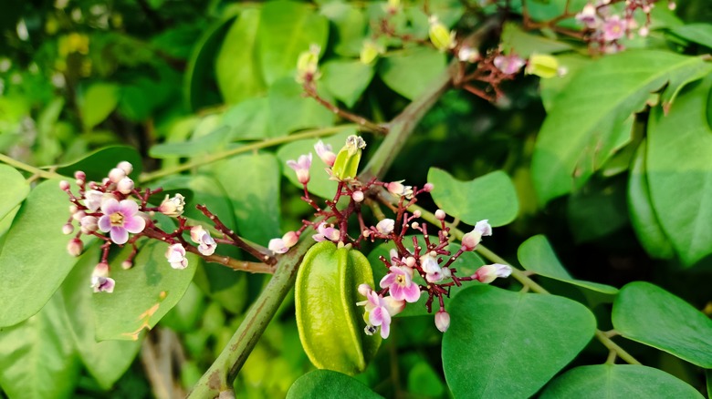 Star fruit tree with pink flowers