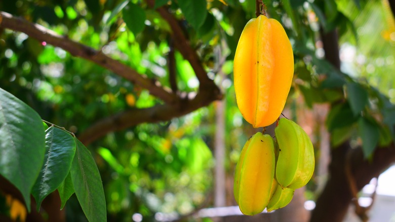 Amber star fruit hanging from a tree branch