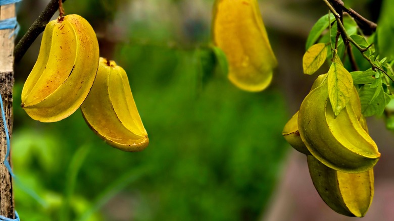 Star fruits hanging on tree branch