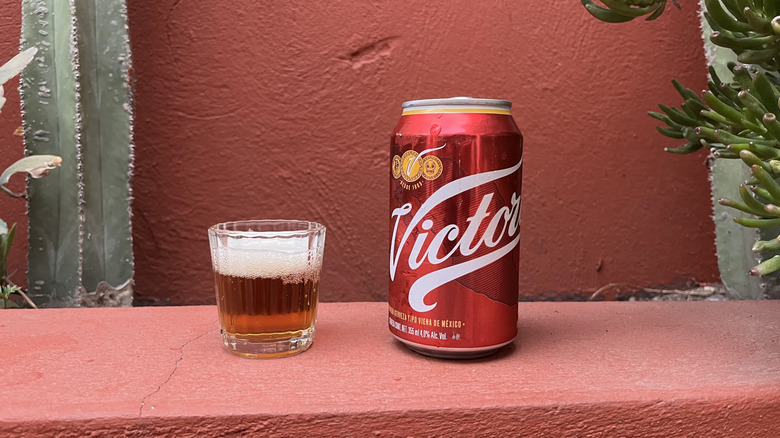 A can of Victoria beer sitting next to a glass of it