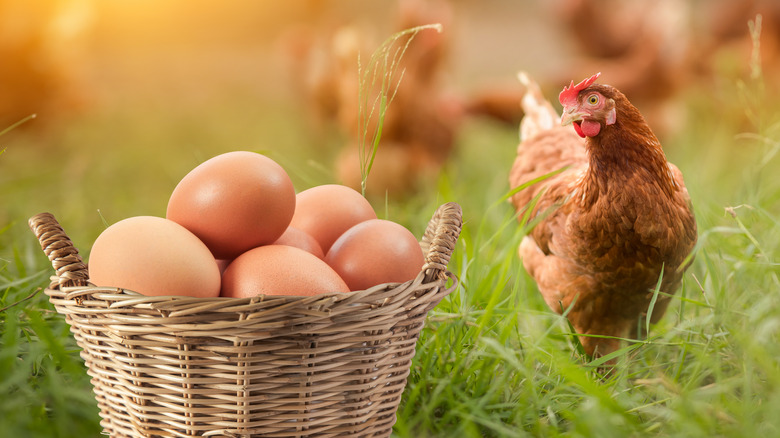 eggs in basket with hen in field